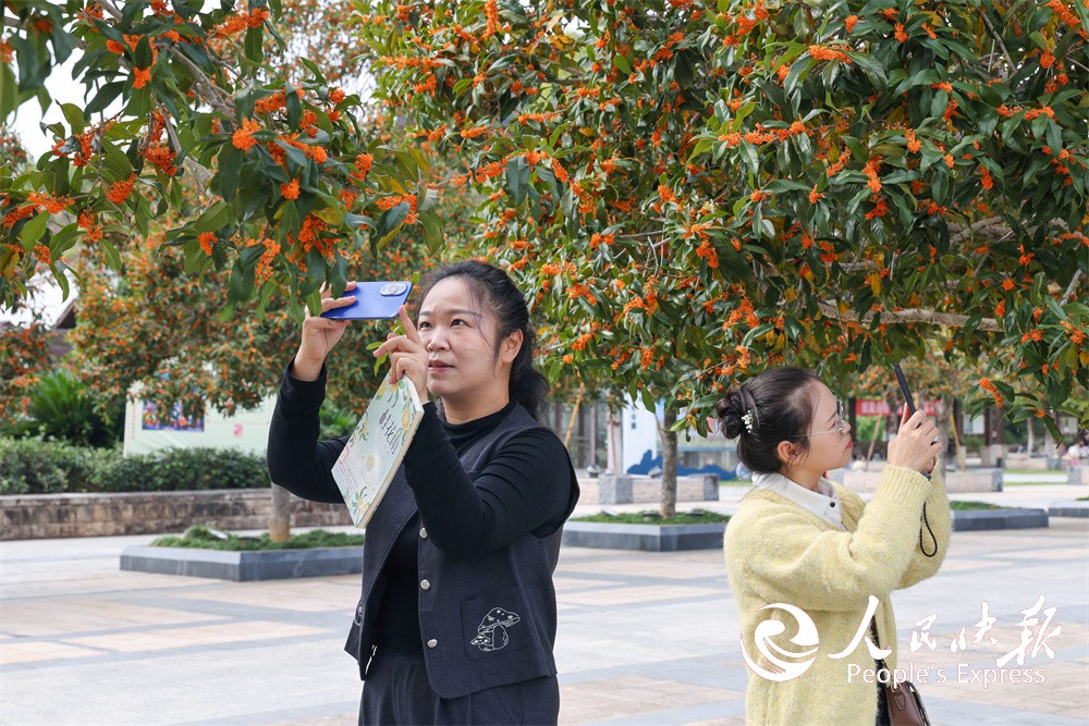 福建武夷山：丹桂飘香 赏花正当时