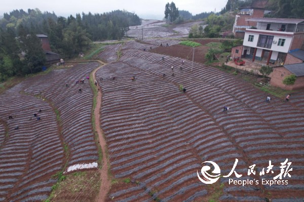 【四川达州】甘棠镇观音岩村：订单农业···